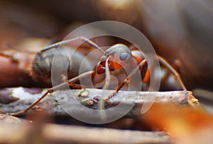 Red ants close up on natural background