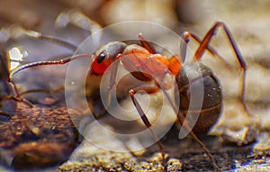 Red ants close up on natural background