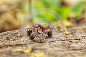 Red ants close up on natural background