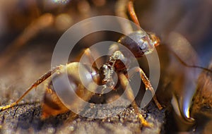 Red ants close up on natural background