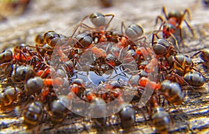 Red ants close up on natural background