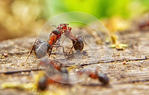 Red ants close up on natural background