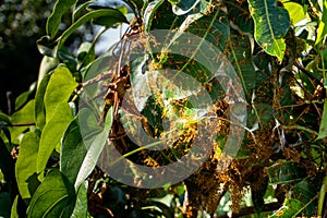 Red Ants Colony: Tree Branch with Folded Green Leaves - Nature\'s Microcosm