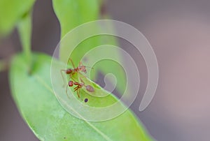 Red ants communication on green leaf