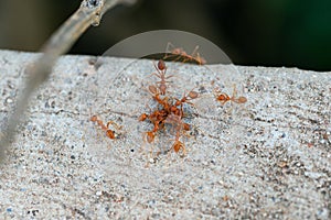 Red ants eating a carcasses on concrete road