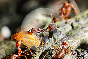 Red Ants eating food on tree