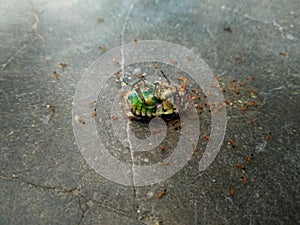 Red ants eating green insect