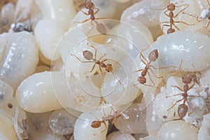 Red Ants eggs for cooking