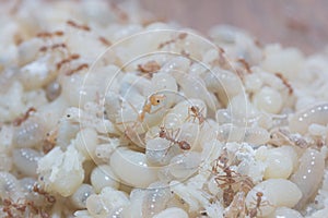 Red Ants eggs for cooking
