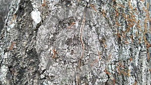 Red ants family behind the peel of a tree.