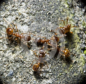 Red ants fighting