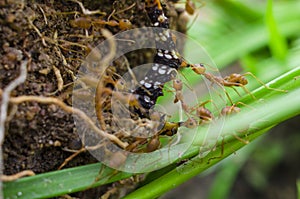Red Ants Fighting Worm