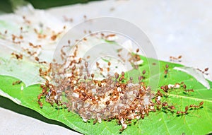 Red ants fire ant, Solenopsis geminate helping each other carry grain of rice. photo