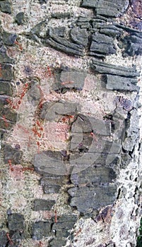 Red ants gather on tree