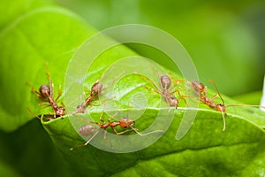 Red ants help together to build home, teamwork concept