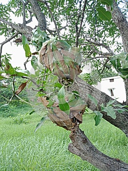 Red ants house on the mango tree. nature background wallpaper,