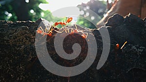 Red ants are illuminated by sunlight, weaver ants on the fence