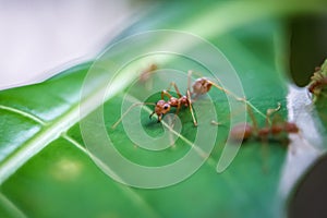 Red ants looking for food on green branches.