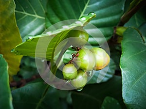 Red ants are looking for food on green fruits