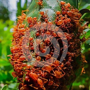 Red ants make nests with leaves, on green plants