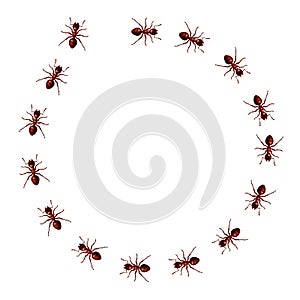 Red ants marching in a circle. Vector round formic frame consisting of walking bugs. 3D realistic illustration of a track or trail