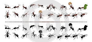 Red ants. Nature insects group. Garden termites. Bugs black silhouettes. Life species. Natural animals crawling and