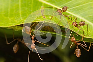 Red ants nest to nest together