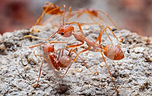 Red ants or Oecophylla smaragdina of the family Formicidae found their nests in nature by wrapping them in leaves. red ant face