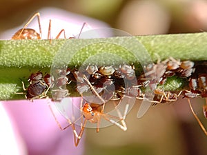 Red Ants Protect And Care For Aphids Under Petiole | Natural Macro Photography