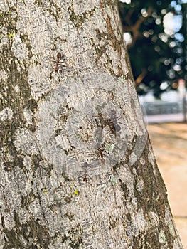 Red ants with seamless tree bark texture stock photo