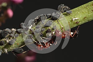 Red ants shepherding plant-louses