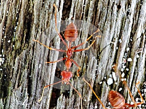 red ants on a slightly split, greenish-gray log photo