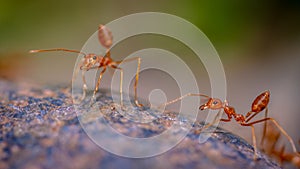 Red Ants Tropical Fire Ants