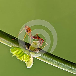 red ants walking on twigs