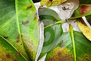 Red ants work as a team to build their nest.