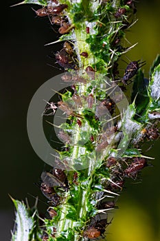 Red aphid, Uroleucon nigrotuberculatum, on plant stem at Belding Wildlife Management