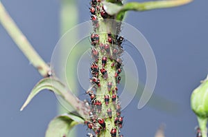 Red aphids fall in plant neck