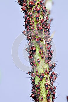 Red aphids fall in plant neck