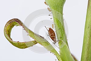 Red aphids of the family Aphidoidea on a rose