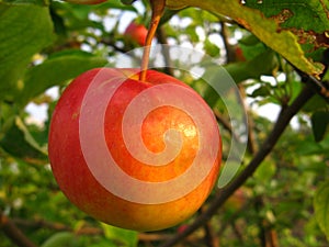 Red appetizing apple growing on a tree