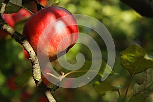 Red apple