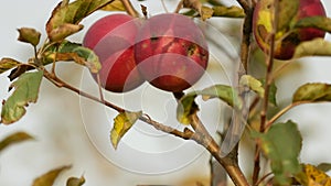 red apple on apple tree, cose-up