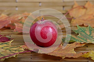 Red apple among autumn leaves