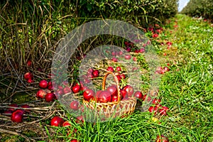 Red apple in the basket - Autumn at the rural gardens. Organic fruit in basket in summer grass. Apples in a Basket