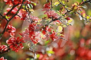 Red apple blossoms on tree branch on spring