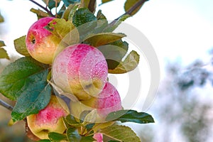 Red apple on the branch. Juicy apple in the garden.