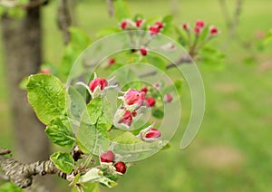 Red apple buds in the first days of springtime