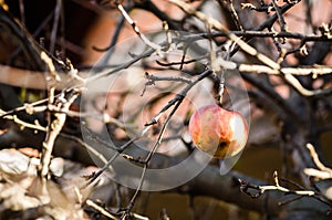 A red apple in the canopy of a tree. Serbia, Novi Sad