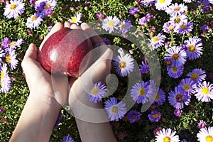 Red apple in child's hands on flower background