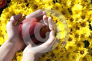 Red apple in child's hands on flower background